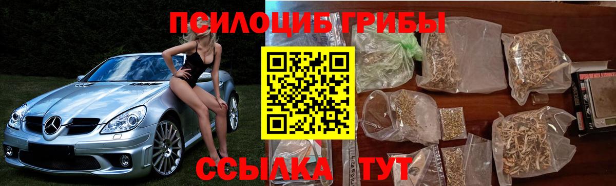 Псилоцибиновые грибы Psilocybe Знаменск